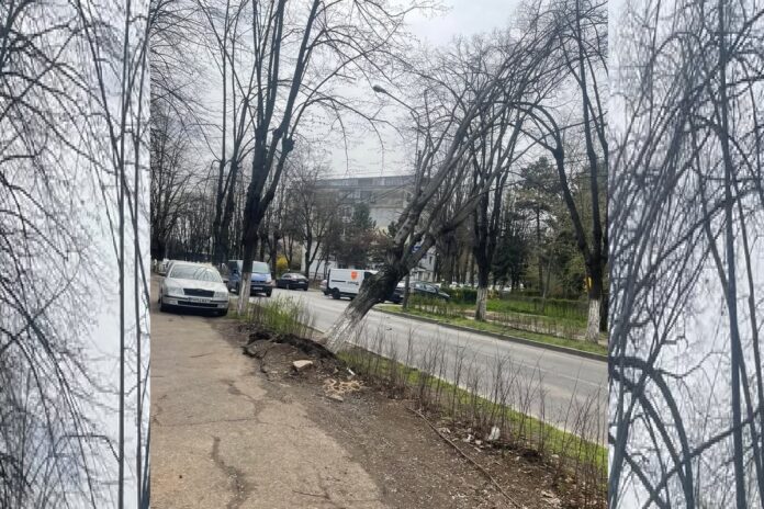 copac rapsodiei 6 ploiesti