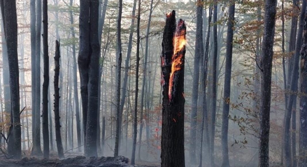 incendiu padure