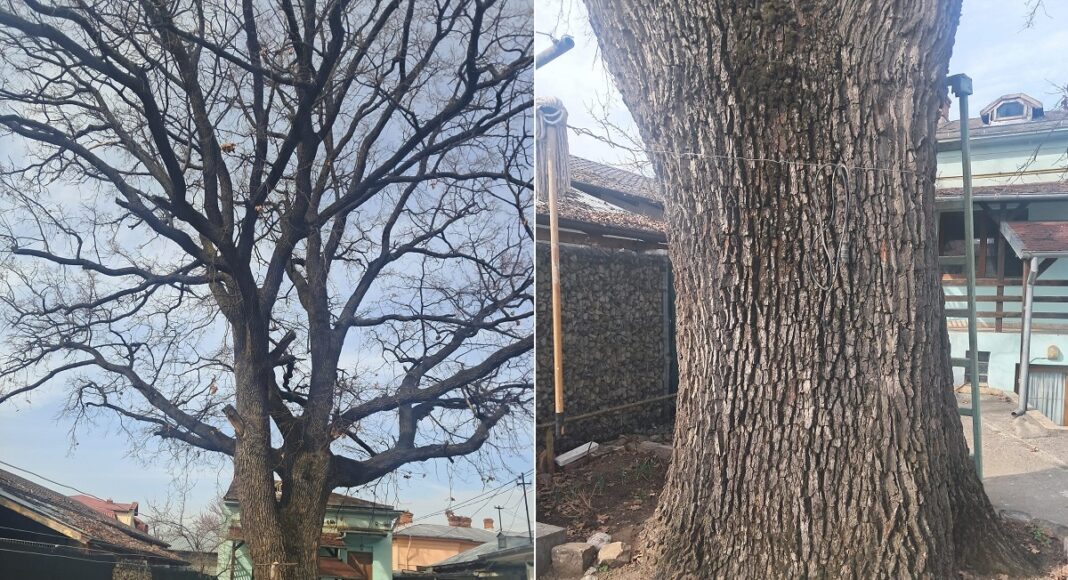 stejar secular rudului ploiesti