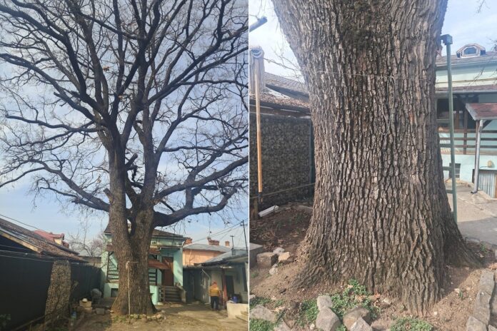 stejar secular rudului ploiesti