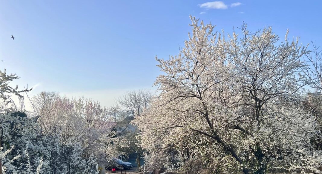 vremea primavara soare copaci infloriti