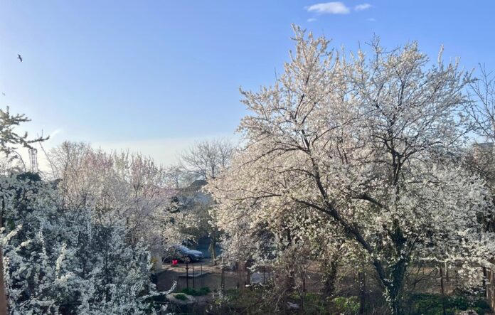 vremea primavara soare copaci infloriti