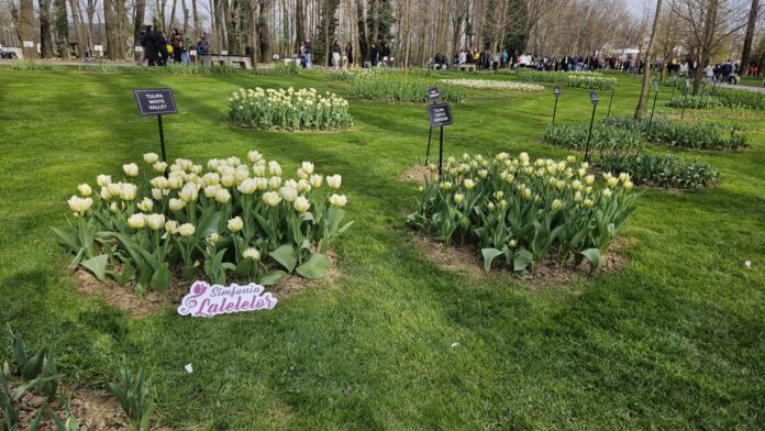 simfonia lalelelor 2025