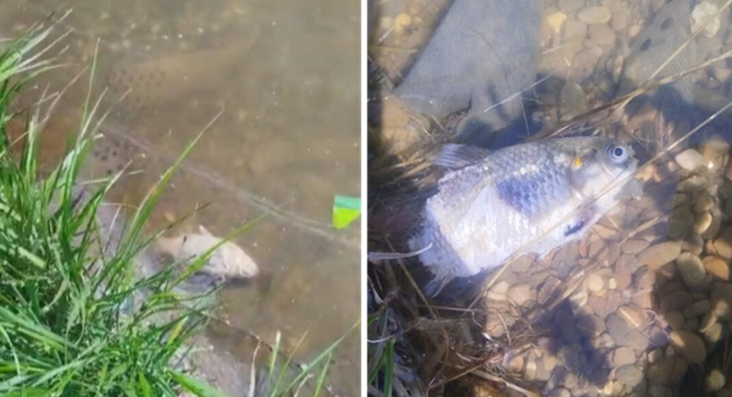 pesti morti lac