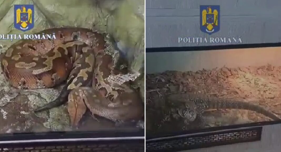 scorpioni si reptile exotice