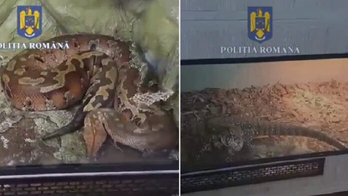 scorpioni si reptile exotice