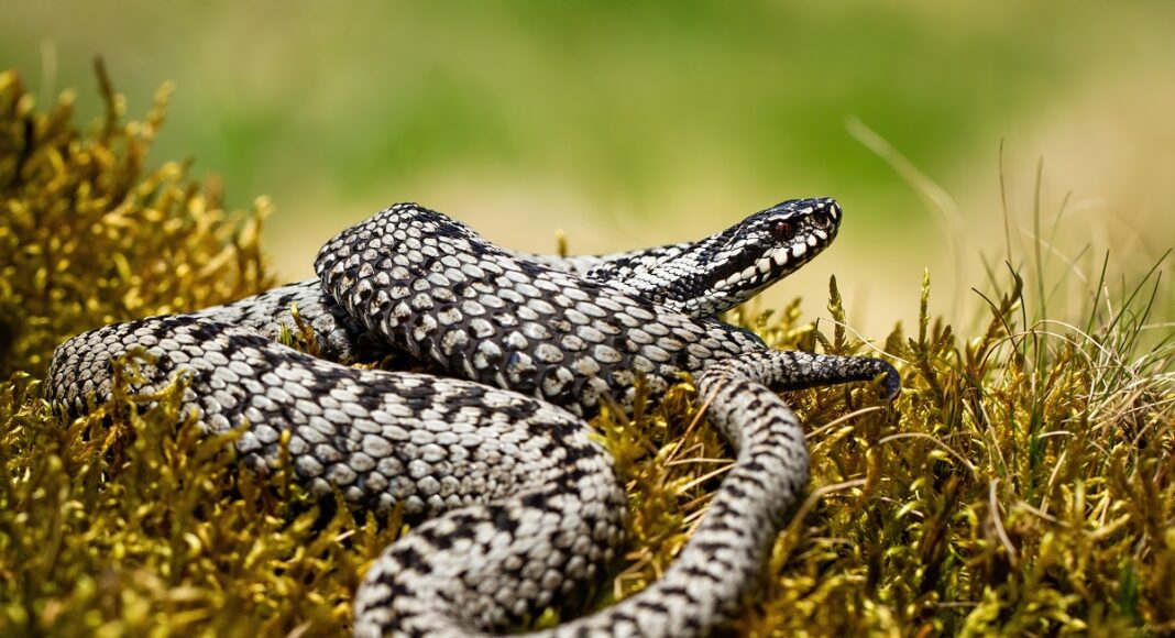 vipera