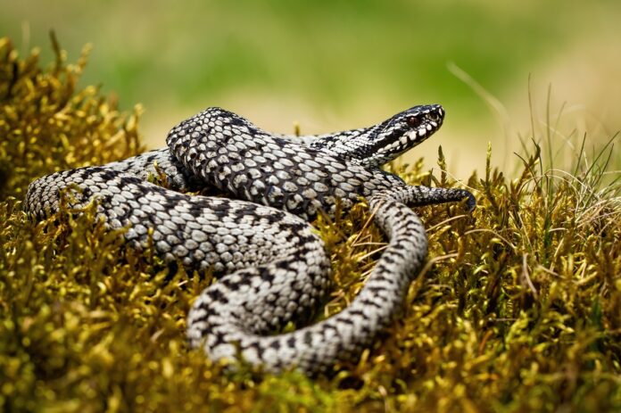 vipera