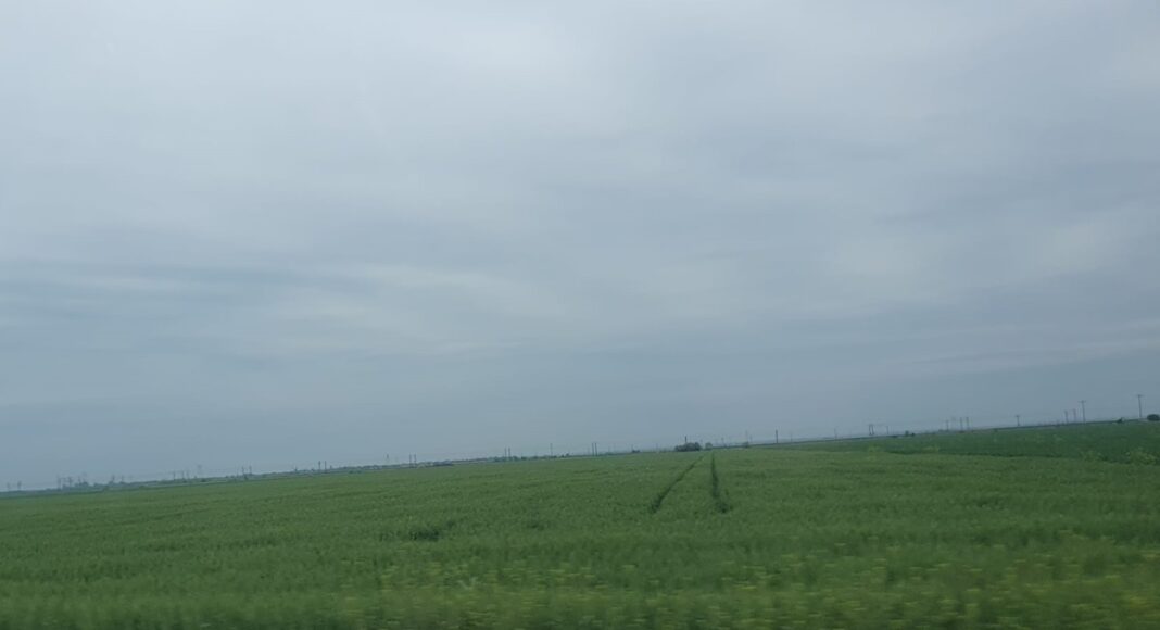 teren grâu