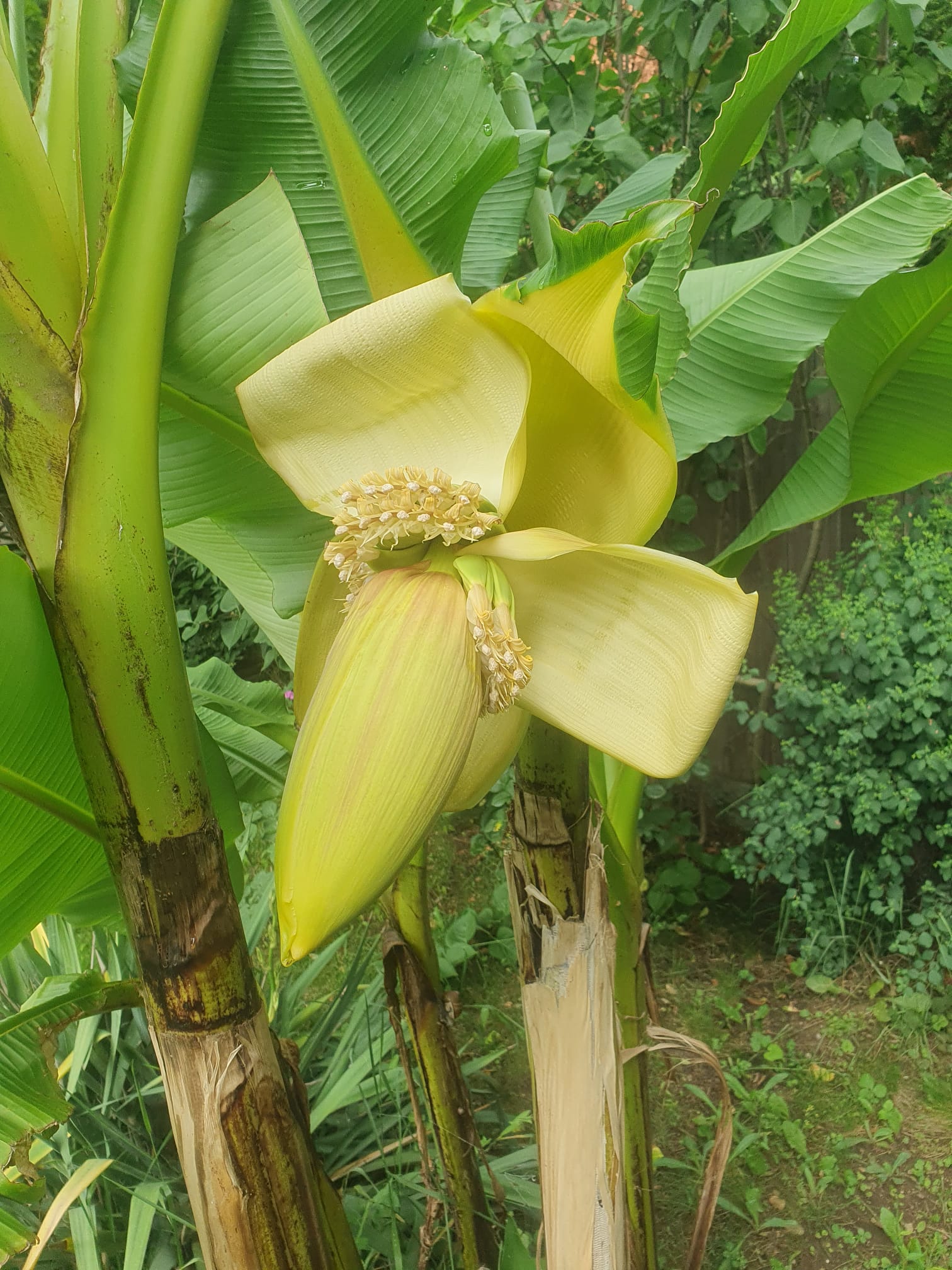 bananiel