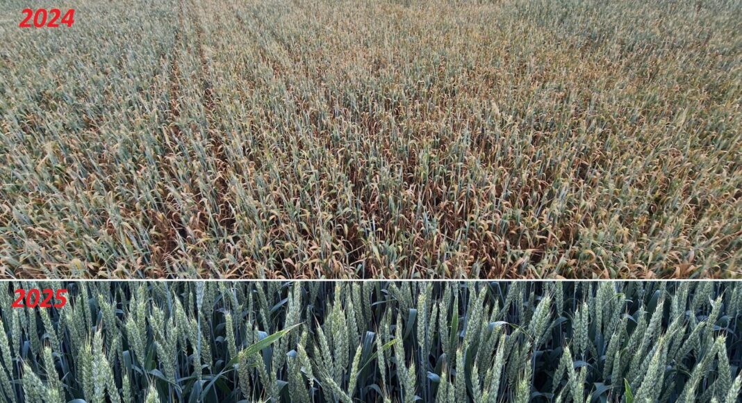 culturi agricole