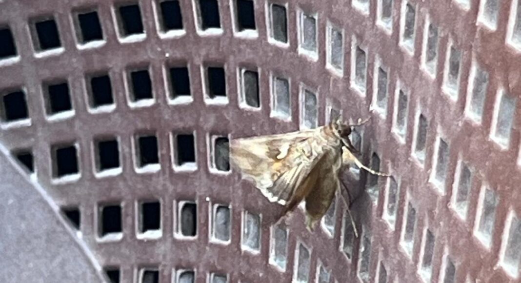 invazie fluturi