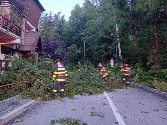 copaci dobor&acirc;ți de v&acirc;nt