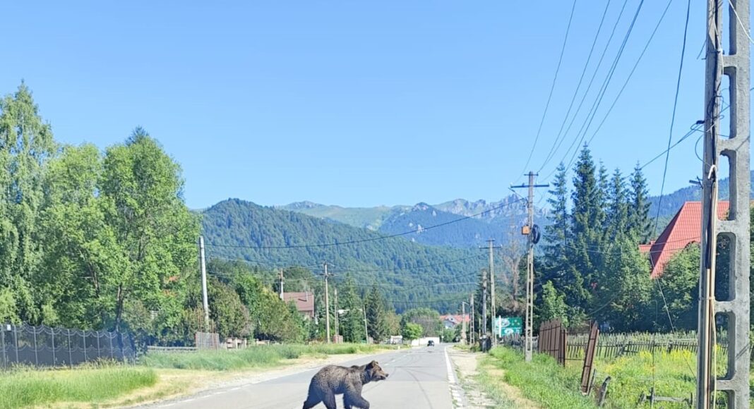 urs pe strada