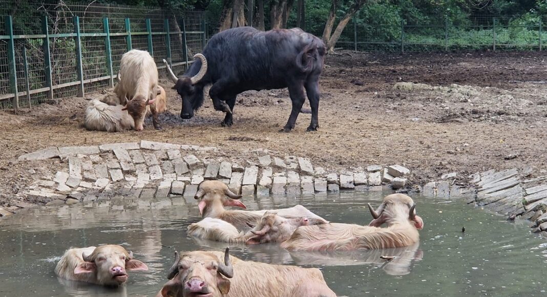 animale bazine cu apa