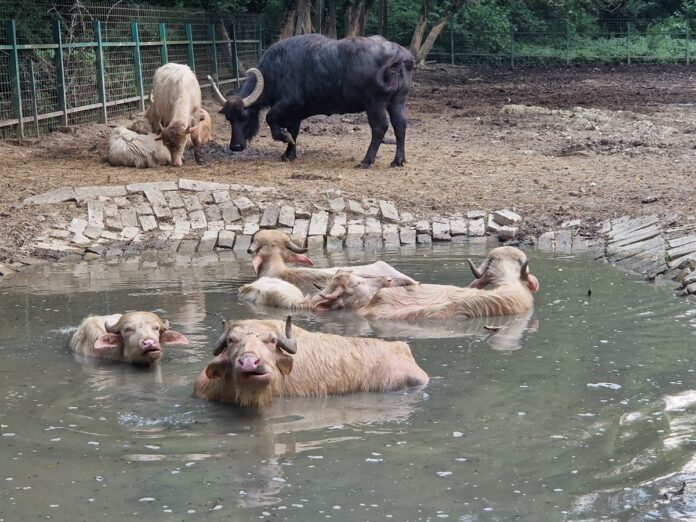 animale bazine cu apa