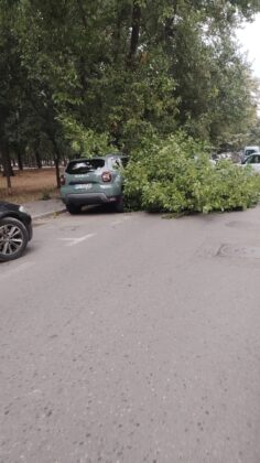 copac doborat de vant