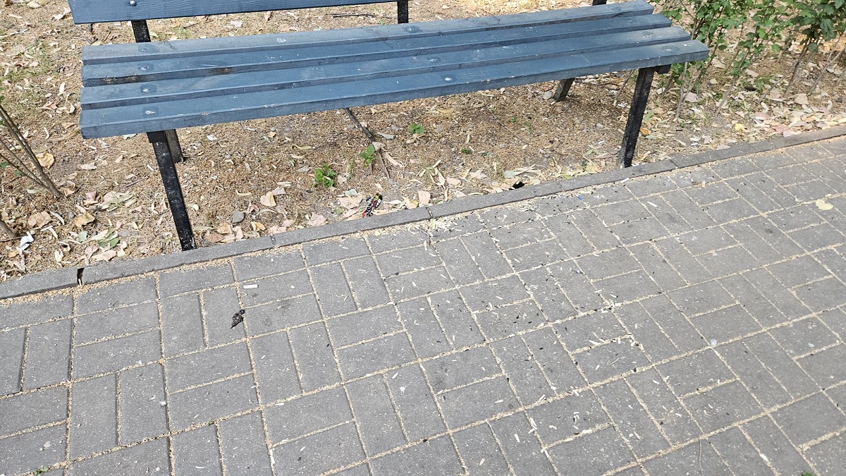 coji seminte banca