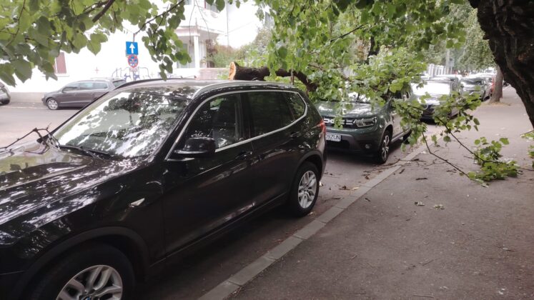 copac doborat de vant