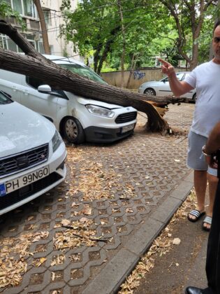 Copac dobor&acirc;t de v&acirc;nt pe strada Mihai Eminescu din Ploiești