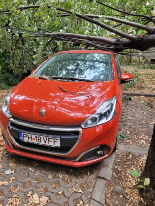 copac doborat de vant