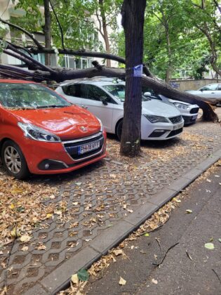 copac doborat de vant