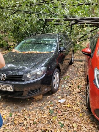 copac doborat de vant