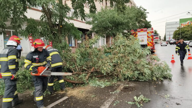 copac doborat cuza voda ploiesti