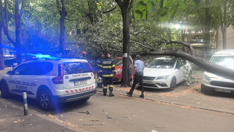 copac doborat de vant