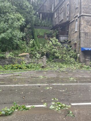 Copacii, smulsi din radacini