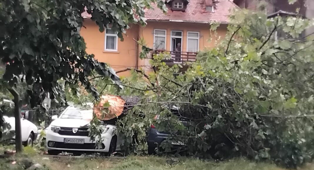 Sinaia, maturata de ape