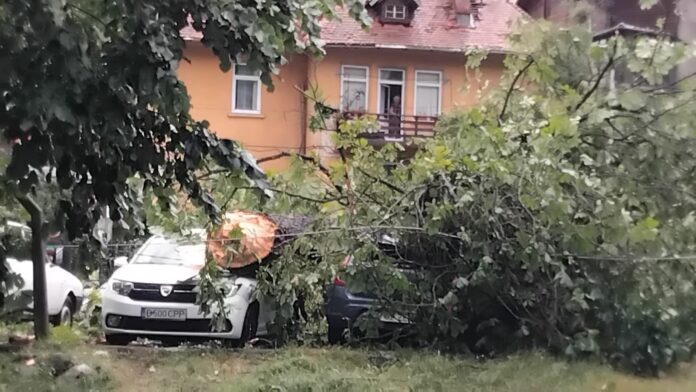 Sinaia, maturata de ape