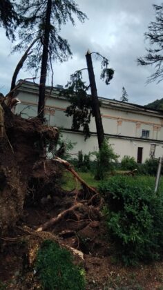 Copacii au fost smulsi din radacini