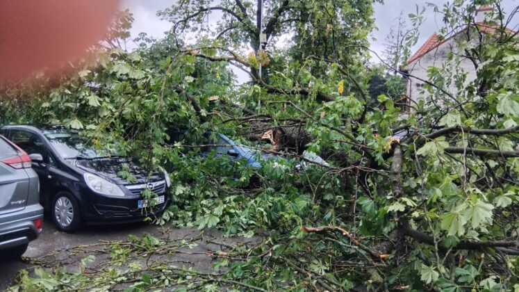 copac rupt la Sinaia