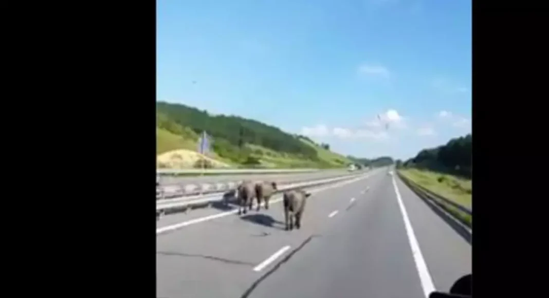 vaci pe autostrada