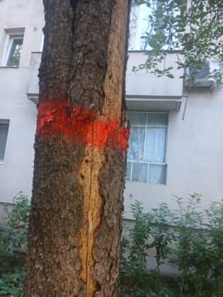 arbori uscati