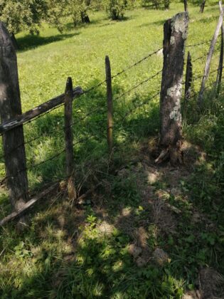 Localnicii din Bertea, terorizați de urși