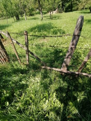 Localnicii din Bertea, terorizați de urși