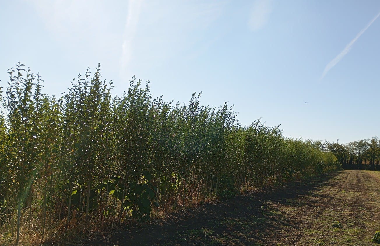 arbori