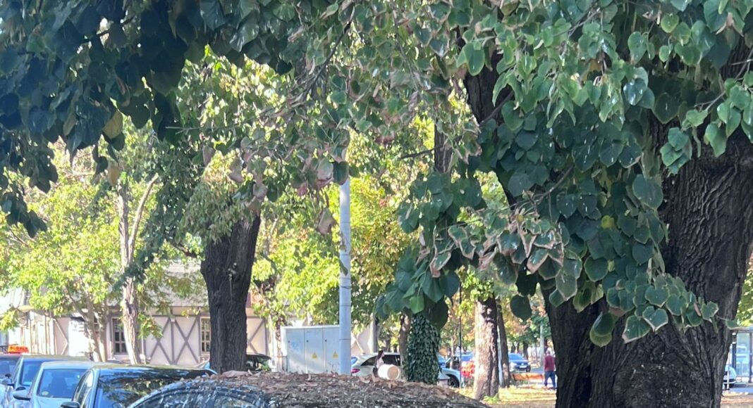 masini abandonate in ploiesti