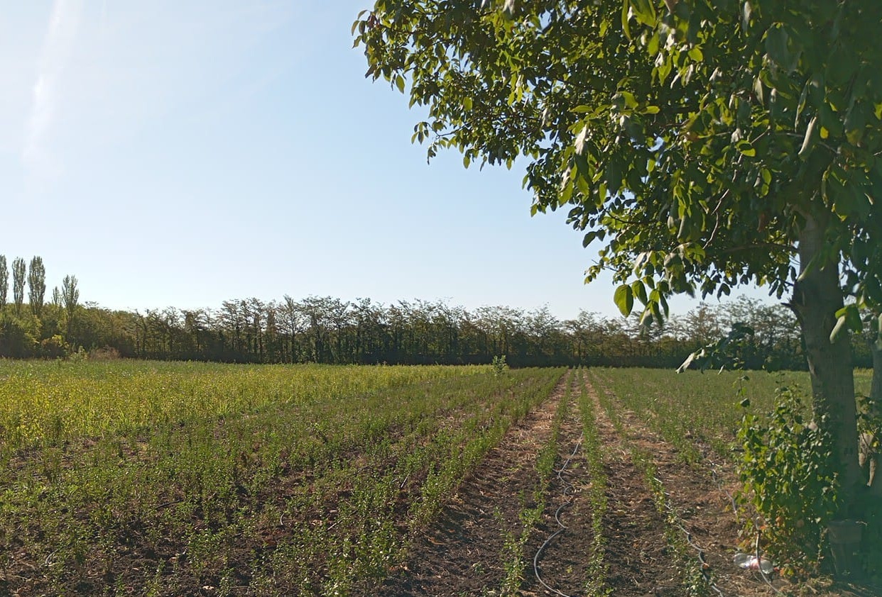 arbori
