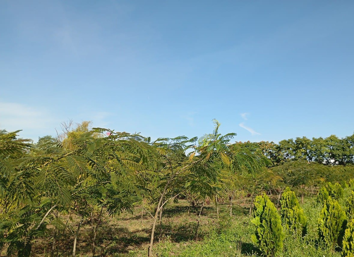 arbori
