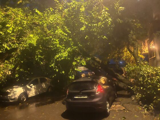 copac cazut ploiesti