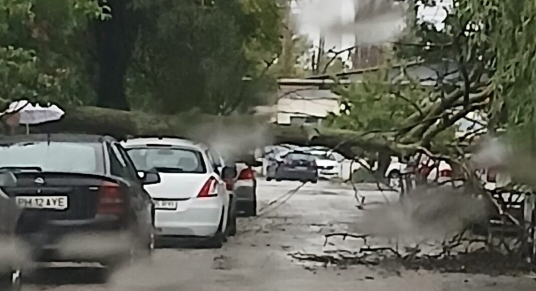 copac cazut ploiesti