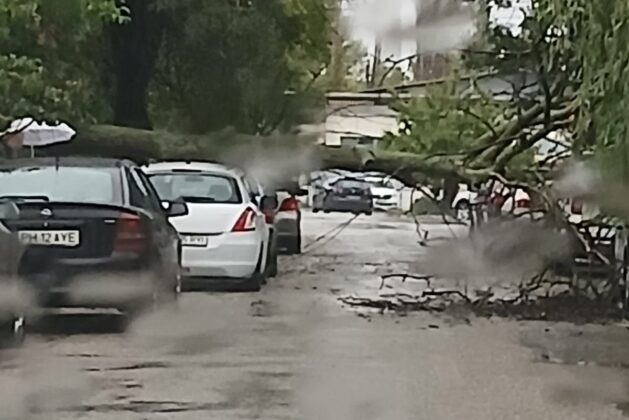 copac cazut ploiesti