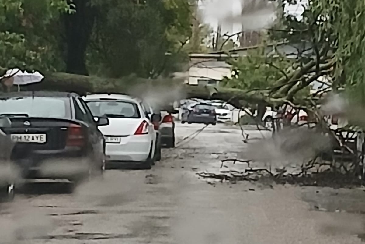 Vântul doboară copaci în Ploiești și Prahova.