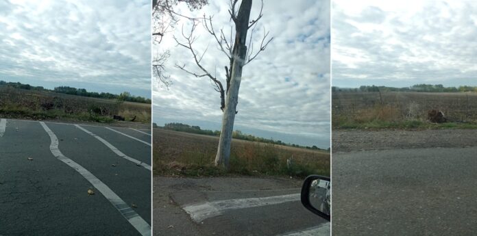 dn1d-ciorani-albesti2 dn1d ciorani