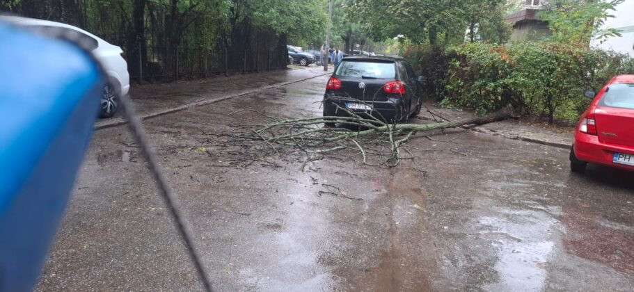 copac doborat de vant ploiesti