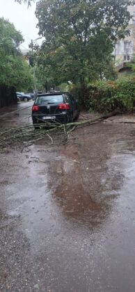 copac doborat de vant ploiesti