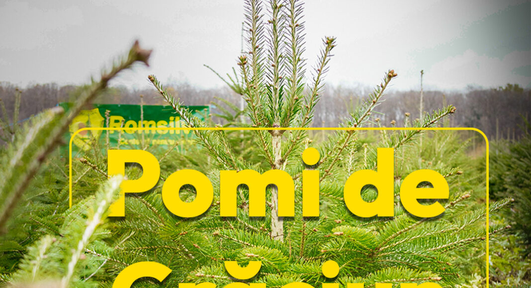POMI_CRACIUN_ROMSILVA